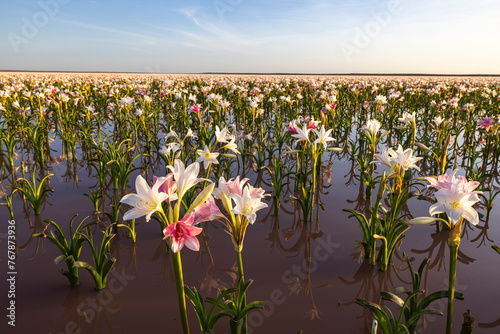 Lilies in water up to the horizon