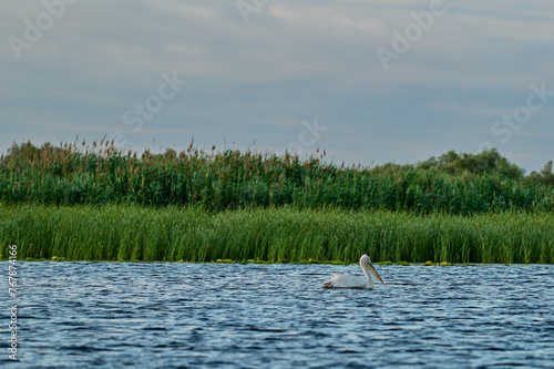 Pelicans (Pelecanidae, Pelecanus) in the Danube in the Danube Delta Biosphere Reserve, Delta Dunarii near Tulcea, Wallachia, Romania, Donaudelta (9551)