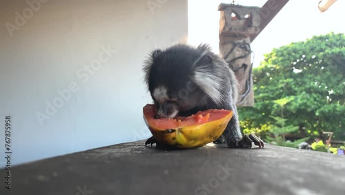 common marmoset eating papaya on the balcony photo