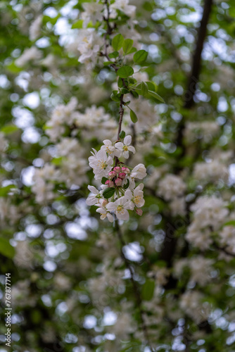 Flowers, blossom in spring.