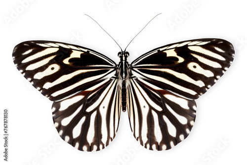 Beautiful Zebra butterfly isolated on a white background with clipping path