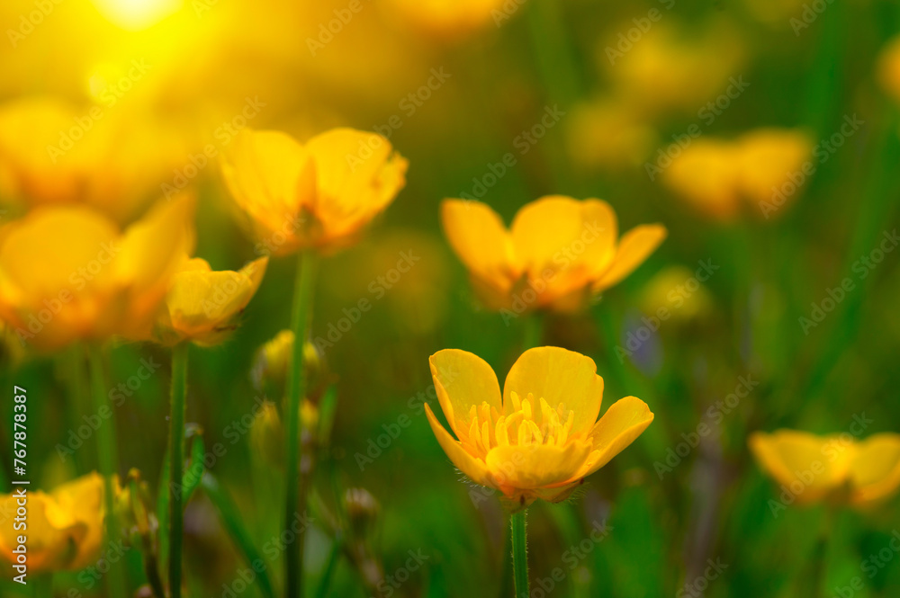 Fototapeta premium Spring yellow flowers on a field