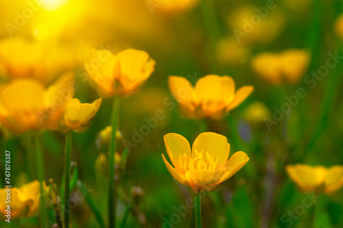 Spring yellow flowers on a field