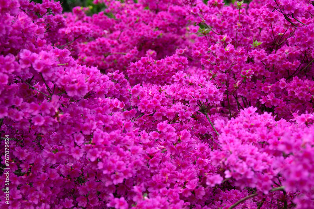 Flowers in the park in spring