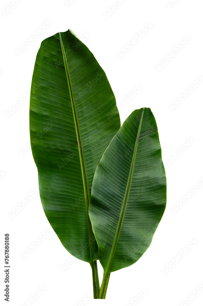 Fototapeta premium Tropical leaf isolated on white