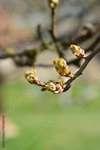 Pear tree branch with flower buds
