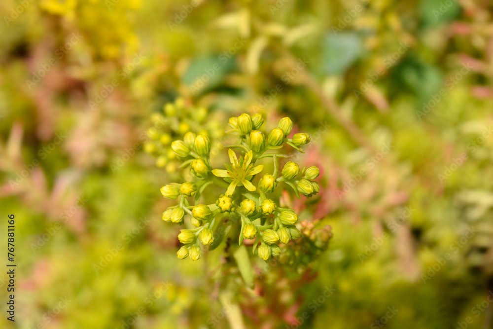 Rock stonecrop Angelina flowers Rock stonecrop Angelina flowers