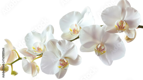 Eid Orchids on Transparent Background PNG