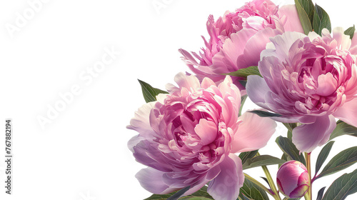 Eid Peonies on Transparent Background PNG