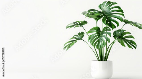 White ceramic pot with a decorative monstera tree planted in it.