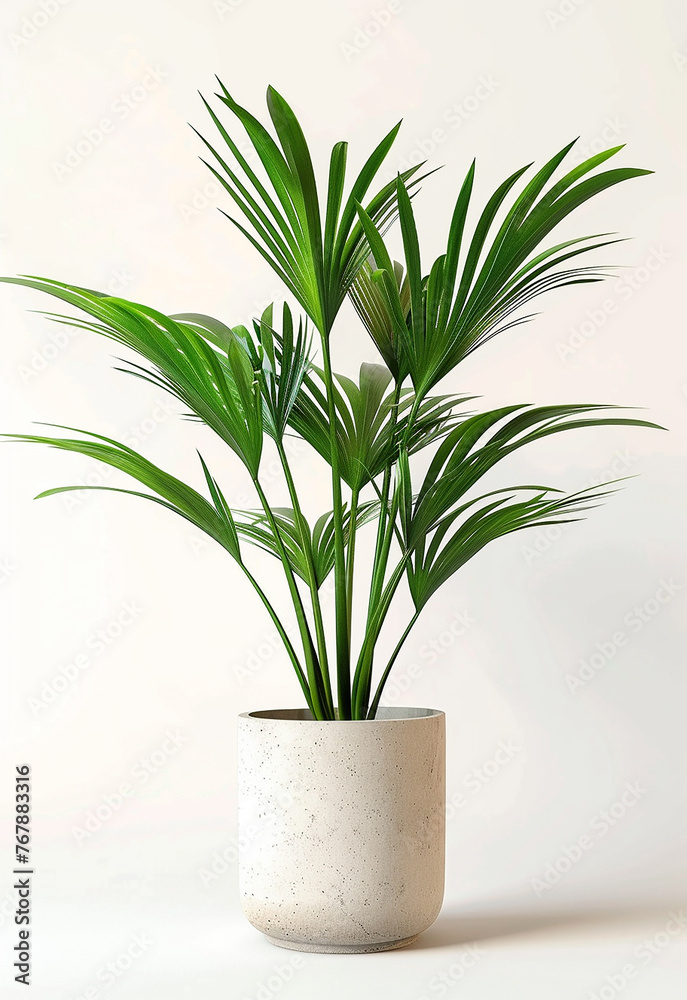 Decorative fresh Monstera deliciosa tree planted in a white ceramic pot isolated on white background. Fresh Swiss Cheese Plant with large glossy green leaves.