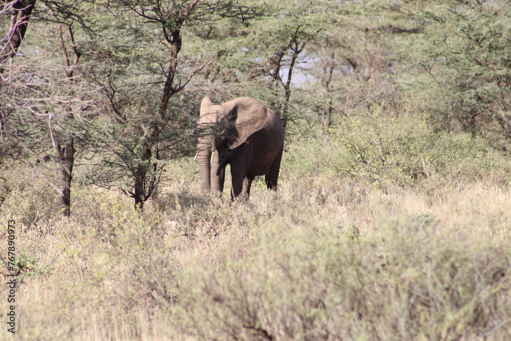 Fototapeta premium Elefante africano.