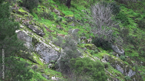 Herd of Wild Mountain Goats Clashing on Rugged Hillside