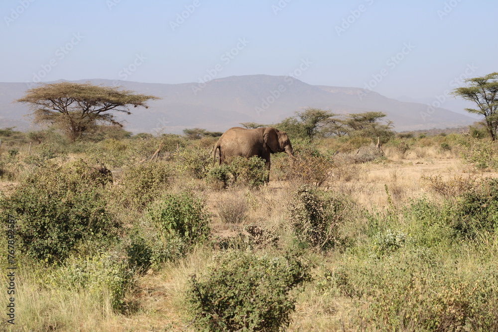 Elefante africano y bebé elefante. Elefante africano y bebé elefante.