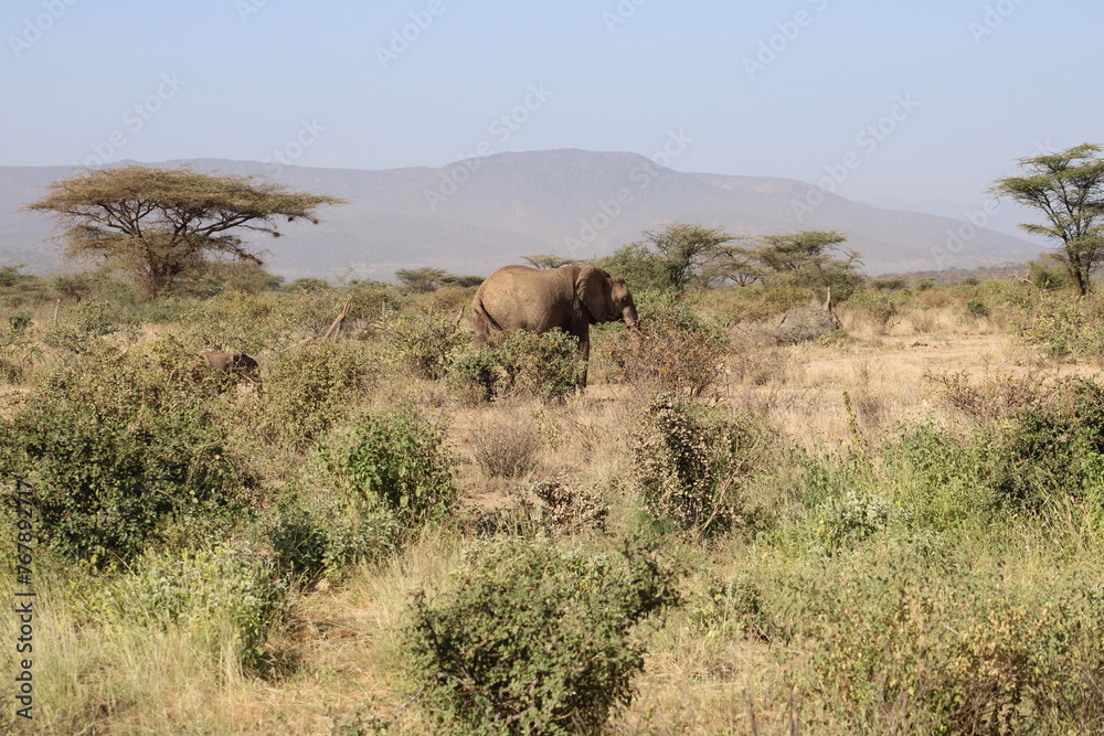 Elefante africano y bebé elefante. Elefante africano y bebé elefante.