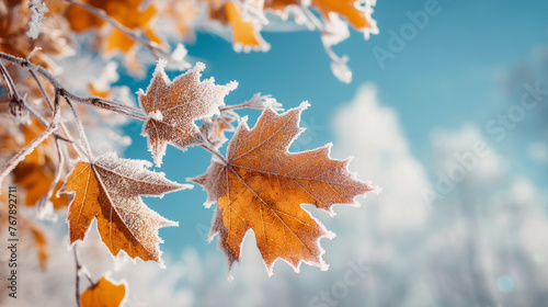 Leaves covered with frost in late autumn .