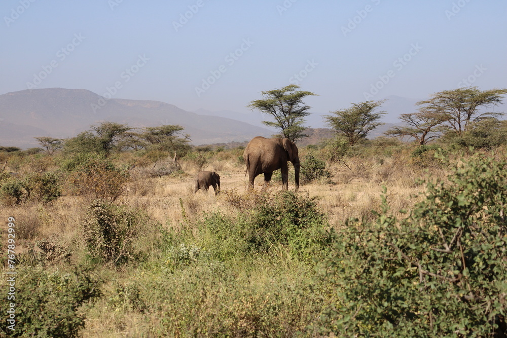 Elefante africano y bebé elefante. Elefante africano y bebé elefante.