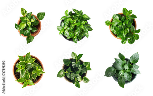 Collection of different houseplants isolated on a transparent background, top view, for design or decoration, PNG