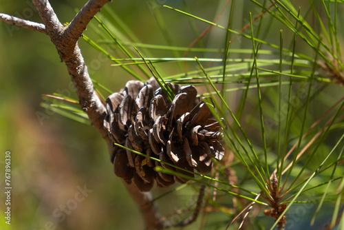 Close-up of a pine cone on a pine branch in the forest on a sunny day