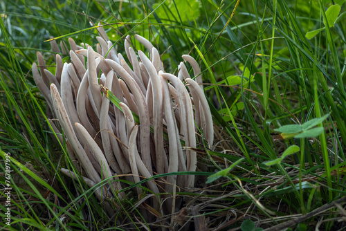 Grayish fairy club, smoky clavaria or smoky spindles (Clavaria fumosa) rare mushroom species