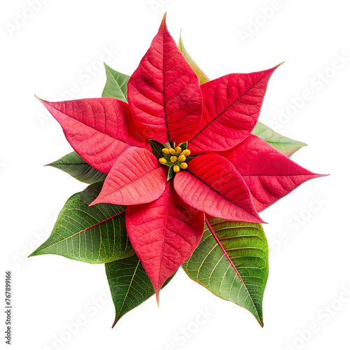 Christmas poinsettia flower isolated on transparent background.