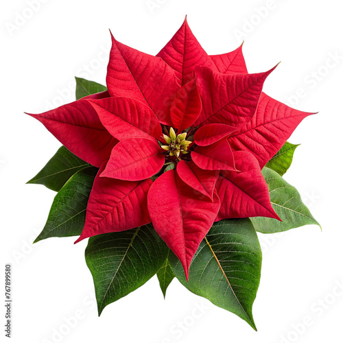 Christmas poinsettia flower isolated on transparent background.