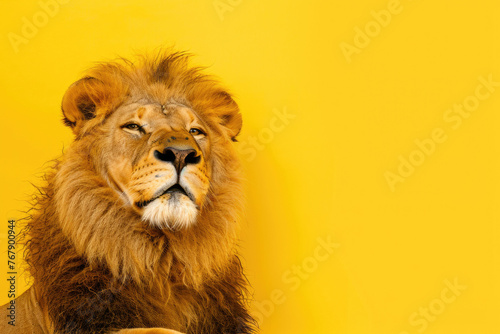 Amusing lion posing with a funny expression against a yellow background © Venka