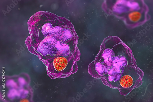 Ehrlichia bacteria morula within macrophages, 3D illustration photo