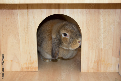 Lovely brown Holland lop rabbit sitting in its wooden home in the day. It's tame and cute. Its fur is fluffy and soft. It's small, young, pretty lop ears rabbit. Rural home, Chiang Mai Thailand.