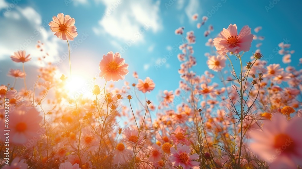 Field of cosmos flowers with sunlight. Low angle view of pink blossoms against a blue sky.