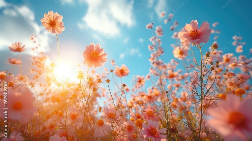 Field of cosmos flowers with sunlight. Low angle view of pink blossoms against a blue sky. Field of cosmos flowers with sunlight. Low angle view of pink blossoms against a blue sky.