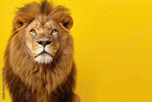 Cheerful close-up of a lion with a comical expression on a yellow backdrop © Venka