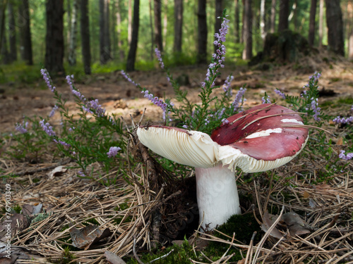 Edible red mushroom Russula paludosa, also known as Hintapink brittlegill growing in the heather in the forest