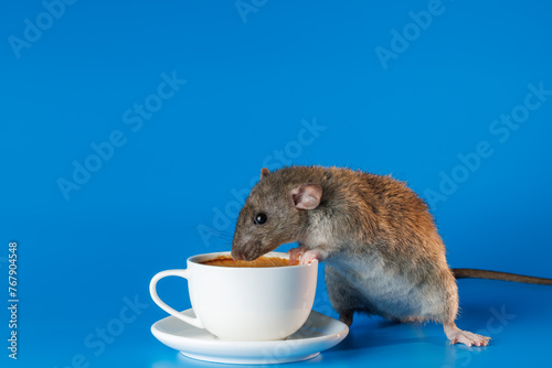 The rat invites you to drink coffee. White cup with drink. Rodent isolated on a blue background for inscription and title. The mouse is going to drink tea