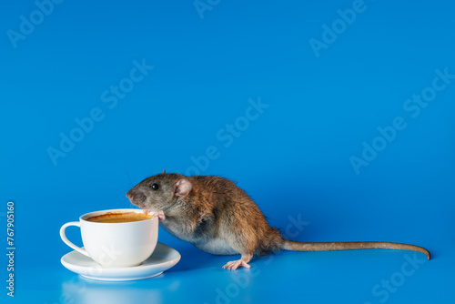 The rat invites you to drink coffee. White cup with drink. Rodent isolated on a blue background for inscription and title. The mouse is going to drink tea