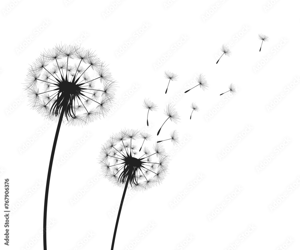 Vector illustration dandelion time. Black Dandelion seeds blowing in the wind. The wind inflates a dandelion isolated on white background. Vector illustration dandelion time. Black Dandelion seeds blowing in the wind. The wind inflates a dandelion isolated on white background.