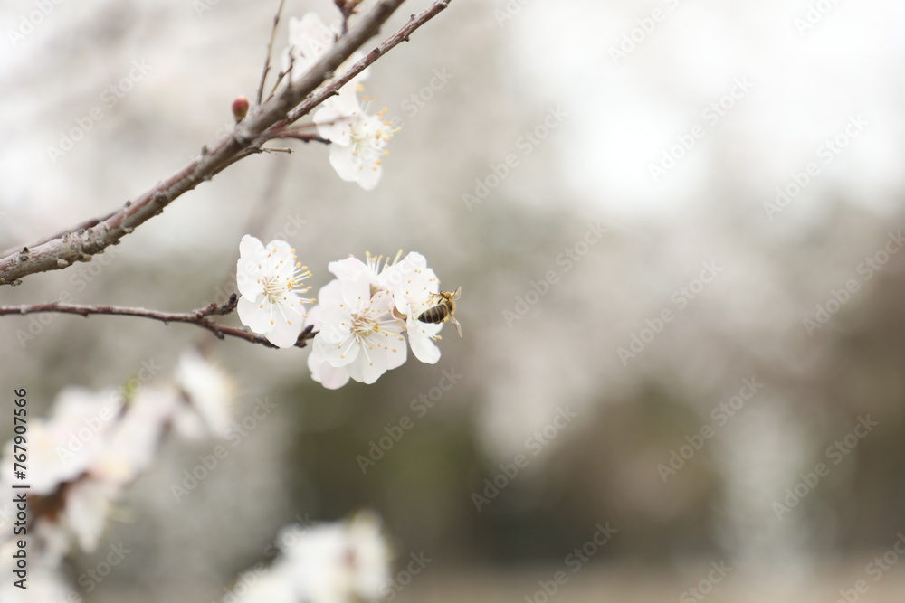 Obraz premium tree flowers