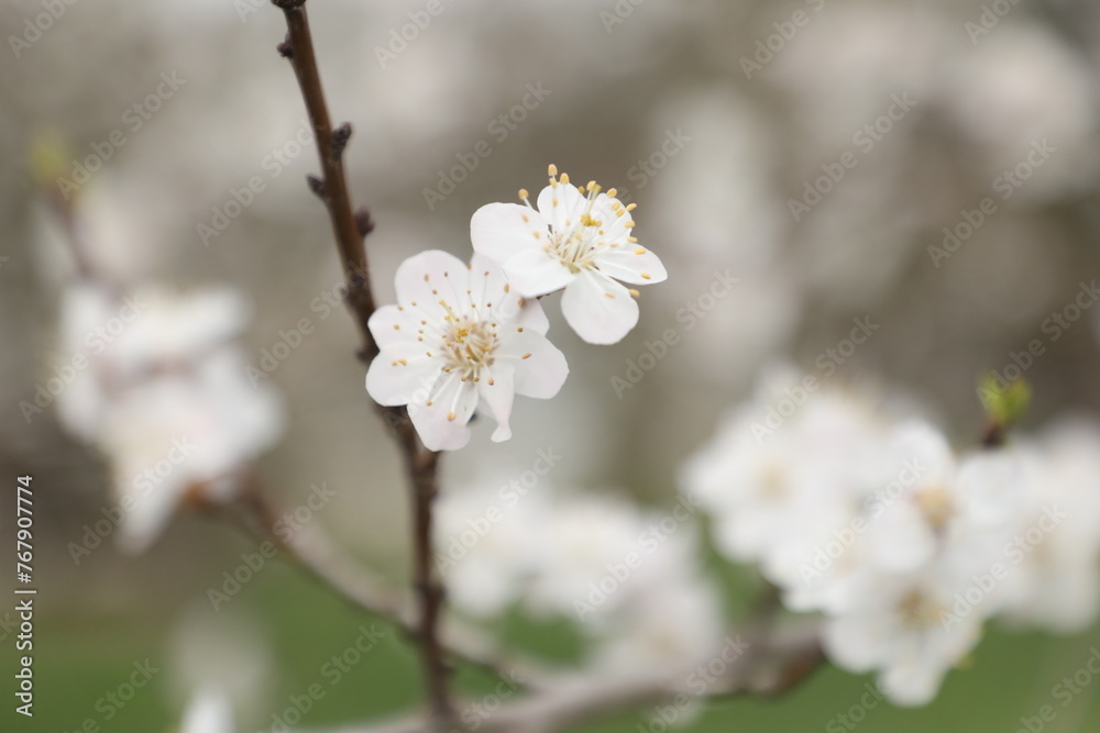 tree flowers tree flowers