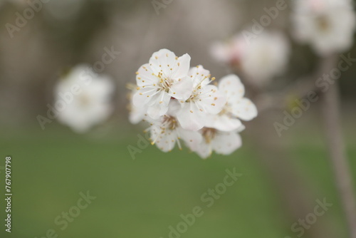 tree flowers