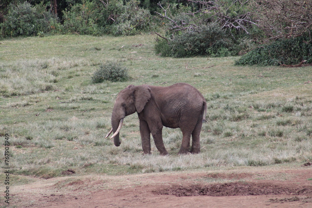 Fototapeta premium Elefante africano.