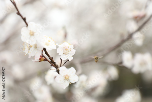 blossom in spring