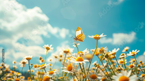 Bunte Blumen auf einer Sommerwiese. Sommerzeit in voller Pracht. Natur erwacht