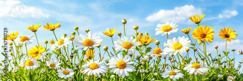 Bunte Blumen auf einer Sommerwiese. Sommerzeit in voller Pracht. Natur erwacht © shokokoart