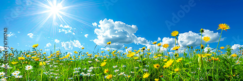 Bunte Blumen auf einer Sommerwiese. Sommerzeit in voller Pracht. Natur erwacht