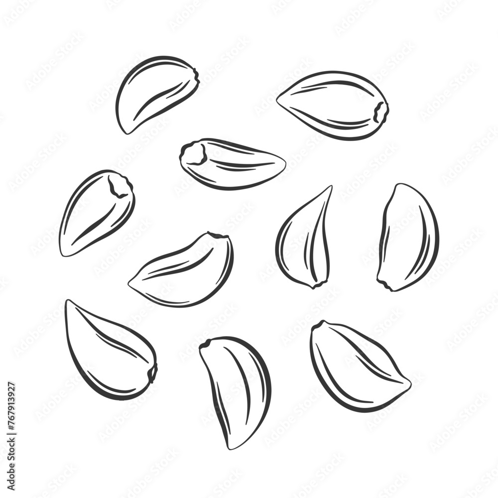 Vector outline garlic cloves. Set of peeled garlic cloves isolated on white background. Vector outline garlic cloves. Set of peeled garlic cloves isolated on white background.