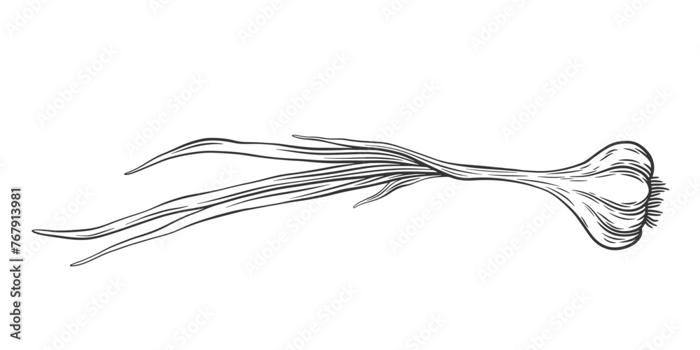 Vector outline garlic bulb with stem and leaves. Hand drawn sketch illustration of whole garlic. Healthy vegetable ingredient for cooking, condiment and spice. Vector outline garlic bulb with stem and leaves. Hand drawn sketch illustration of whole garlic. Healthy vegetable ingredient for cooking, condiment and spice.