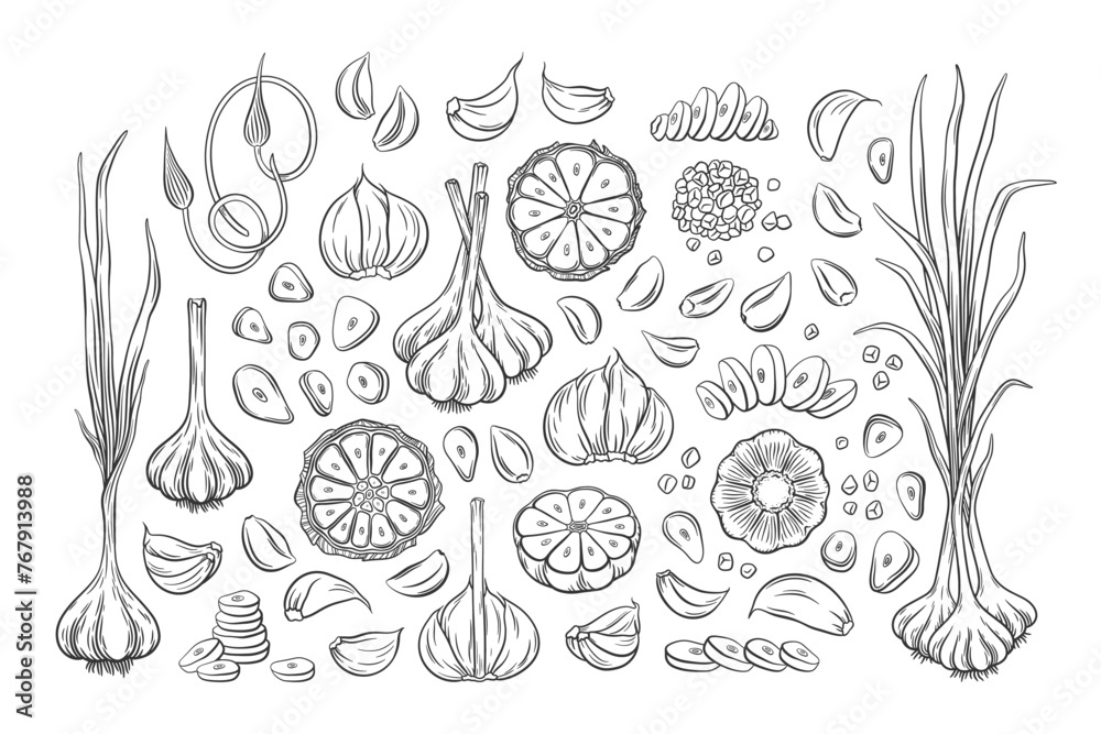 Vector outline garlic set. Hand drawn illustration of garlic bulbs, cloves, scapes, slices, chopped and whole garlic with leaves and stems. Collection of garlic design elements. Vector outline garlic set. Hand drawn illustration of garlic bulbs, cloves, scapes, slices, chopped and whole garlic with leaves and stems. Collection of garlic design elements.
