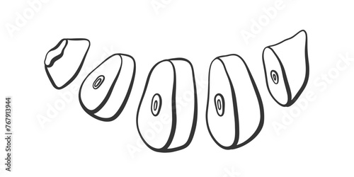Vector outline chopped garlic. Cut garlic cloves illustration. Condiment and spicy ingredient for cooking.