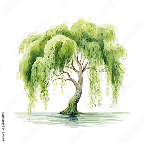 watercolor willow tree clipart for graphic resources