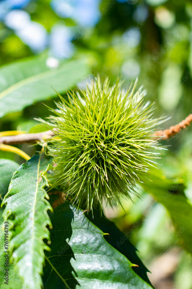 chestnut on the branch in its fresh state, not separated from the thorns.